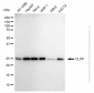 KD-Validated Anti-CLPP Rabbit Monoclonal Antibody